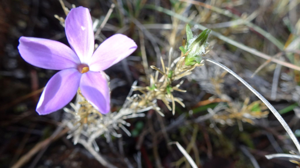 Unknown Rough and Ready Creek Flower blooming in November