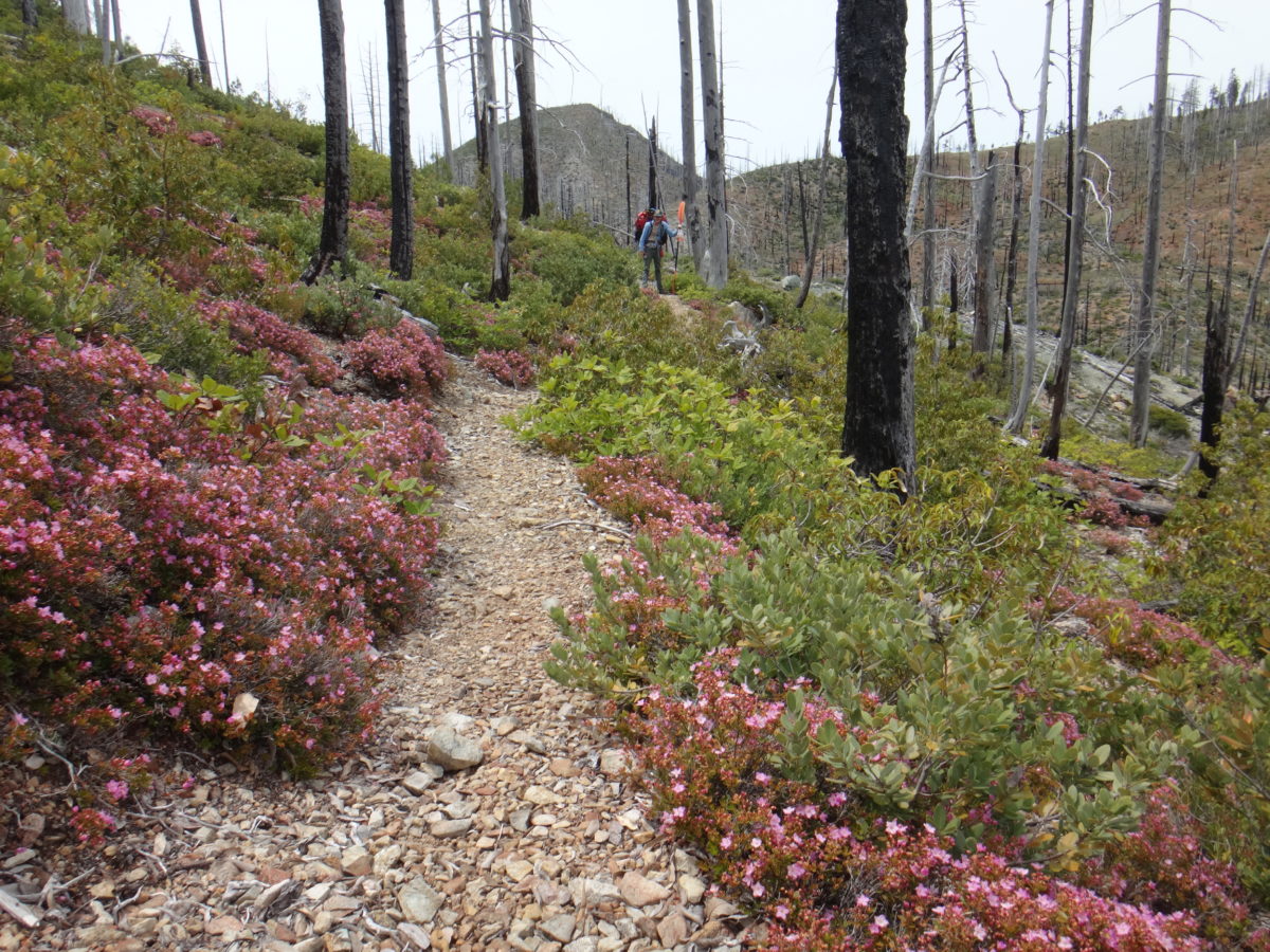 Babyfoot Lake trail, flanked by vigorous Kalmiopsis leachiana