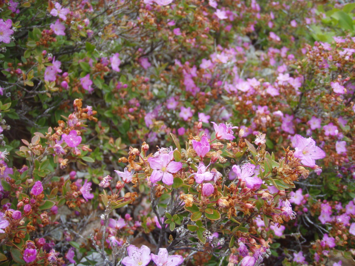 Fading blooms along the Wild and Scenic Chetco River Memorial Day weekend