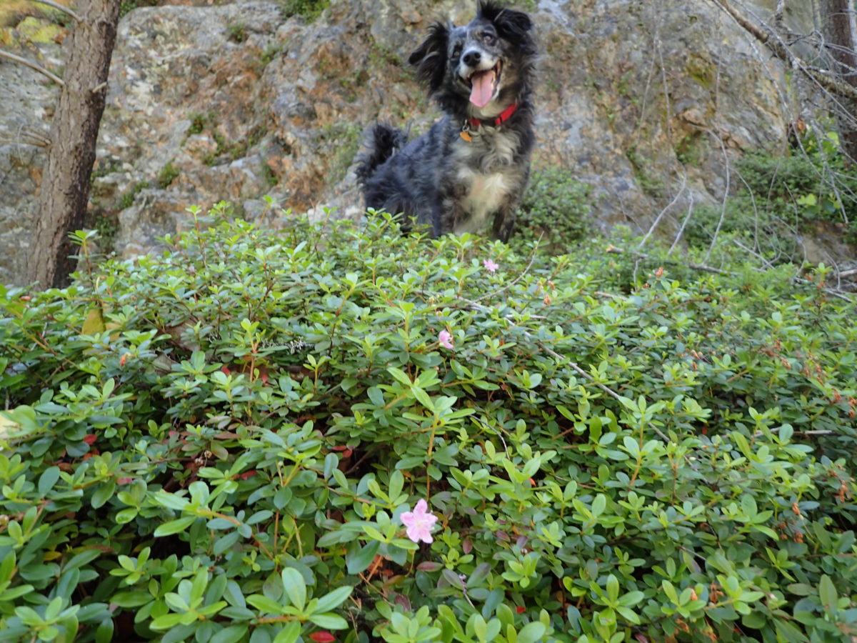 Kalmiopsis fragrans, Limpy Rock population