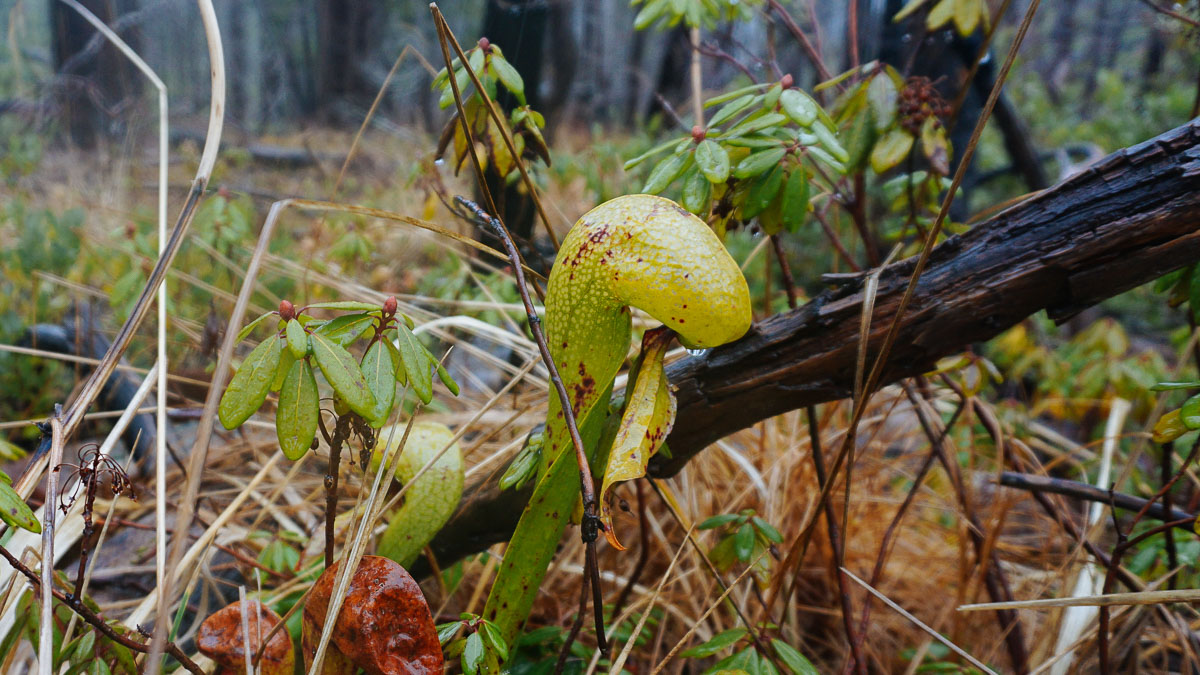 Darlingtonia Californica in the Rough and Ready Creek Watershed